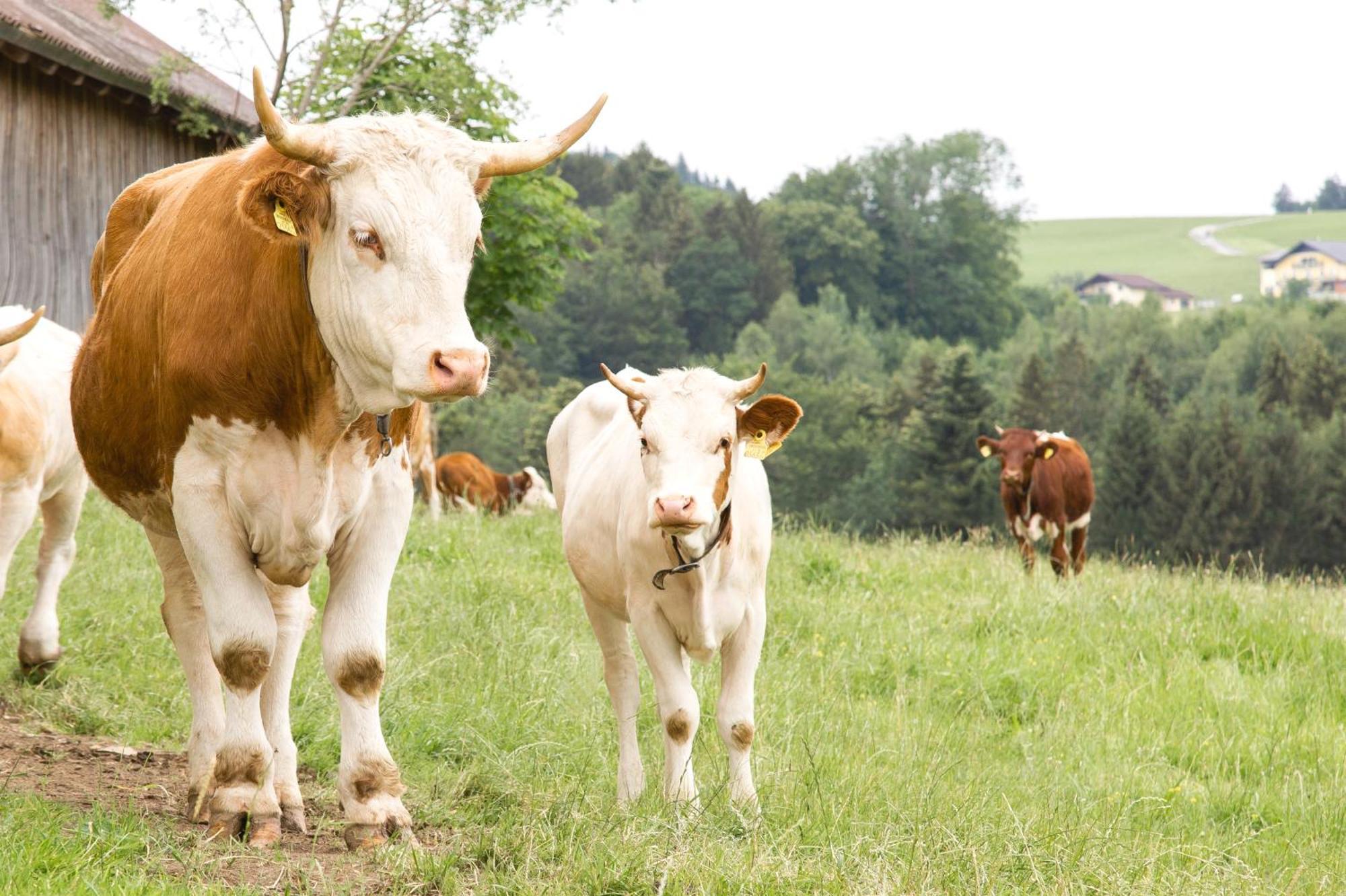 Ferienwohnung Am Bio-Bauernhof Obertrum am See Kültér fotó
